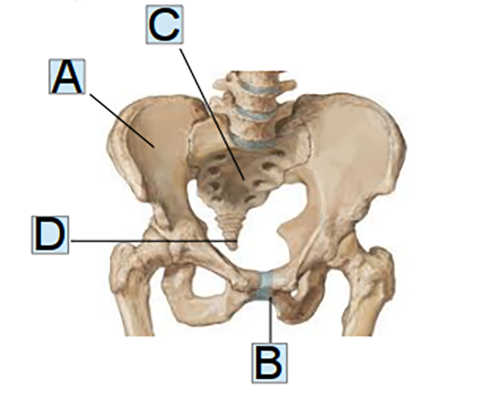 bacino pubalgia anatomia
